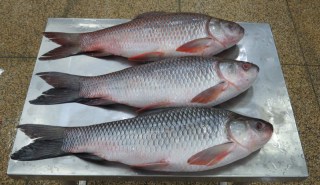 FISH30