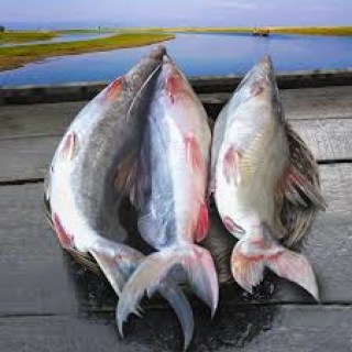 FISH31